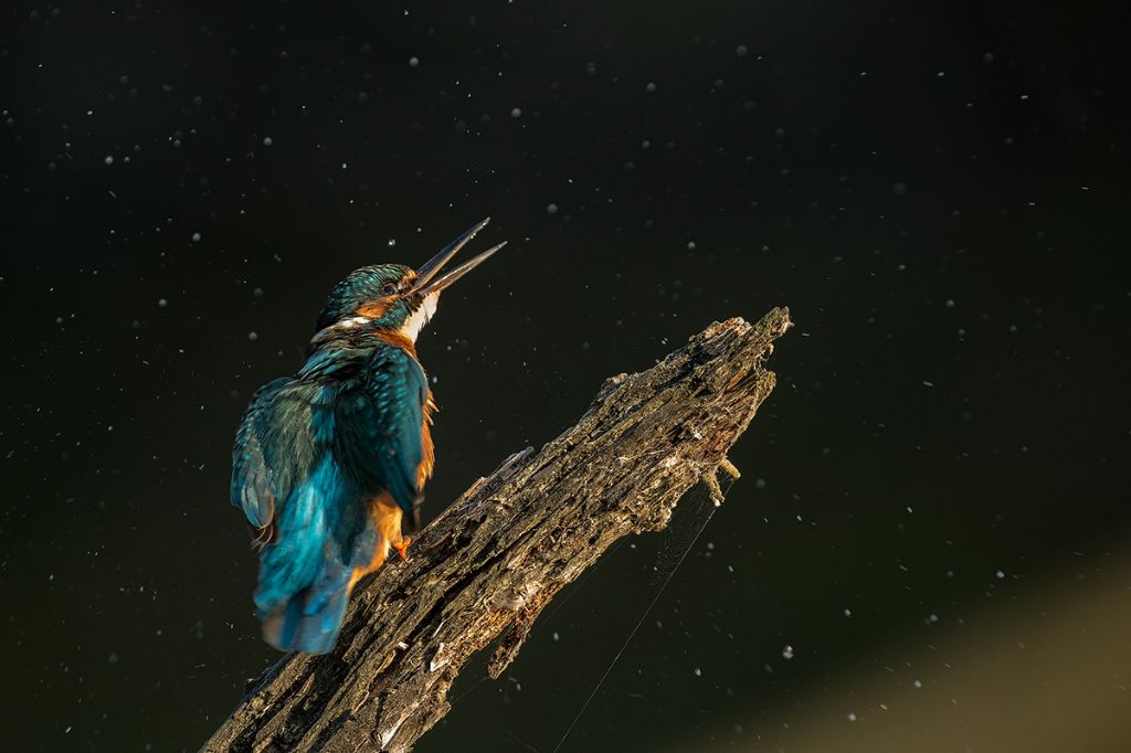 Buon Natale dal mio Martin pescatore